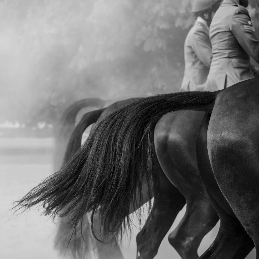 black and white photo of the tails of three horses